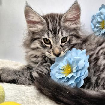 chaton Norvégien black silver mackerel tabby Bo Duke🧡 Chatterie de Ci'Varone