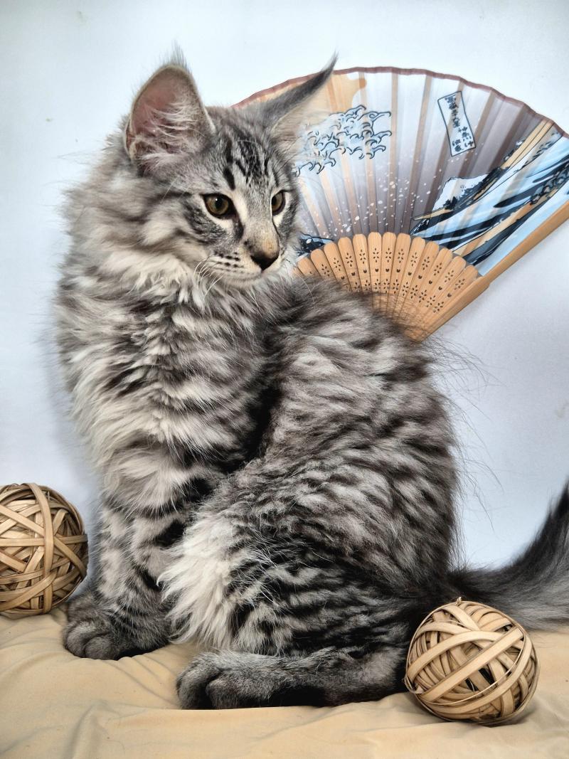 Bo Duke🧡 De Ci'Varone Mâle Norvégien