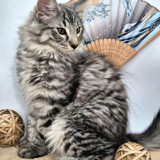 Bo Duke🧡 De Ci'Varone Mâle Norvégien