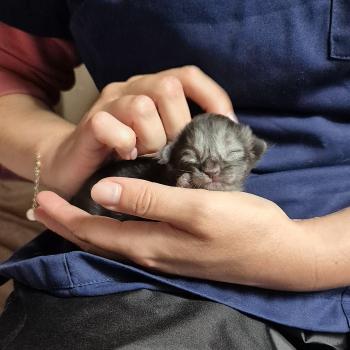 chaton Norvégien black smoke Bodhi💙 Chatterie de Ci'Varone
