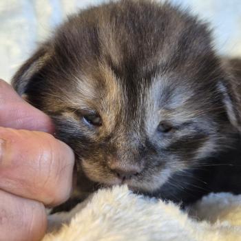 chaton Norvégien black smoke Bodhi💙 Chatterie de Ci'Varone