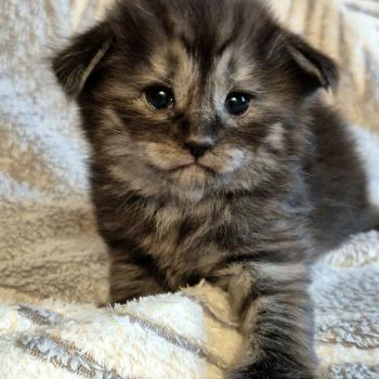 chaton Norvégien black smoke Bodhi💙 Chatterie de Ci'Varone