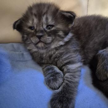 chaton Norvégien black smoke Bodhi💙 Chatterie de Ci'Varone