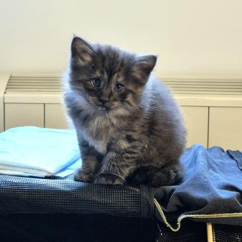 chaton Norvégien black smoke Bodhi💙 Chatterie de Ci'Varone