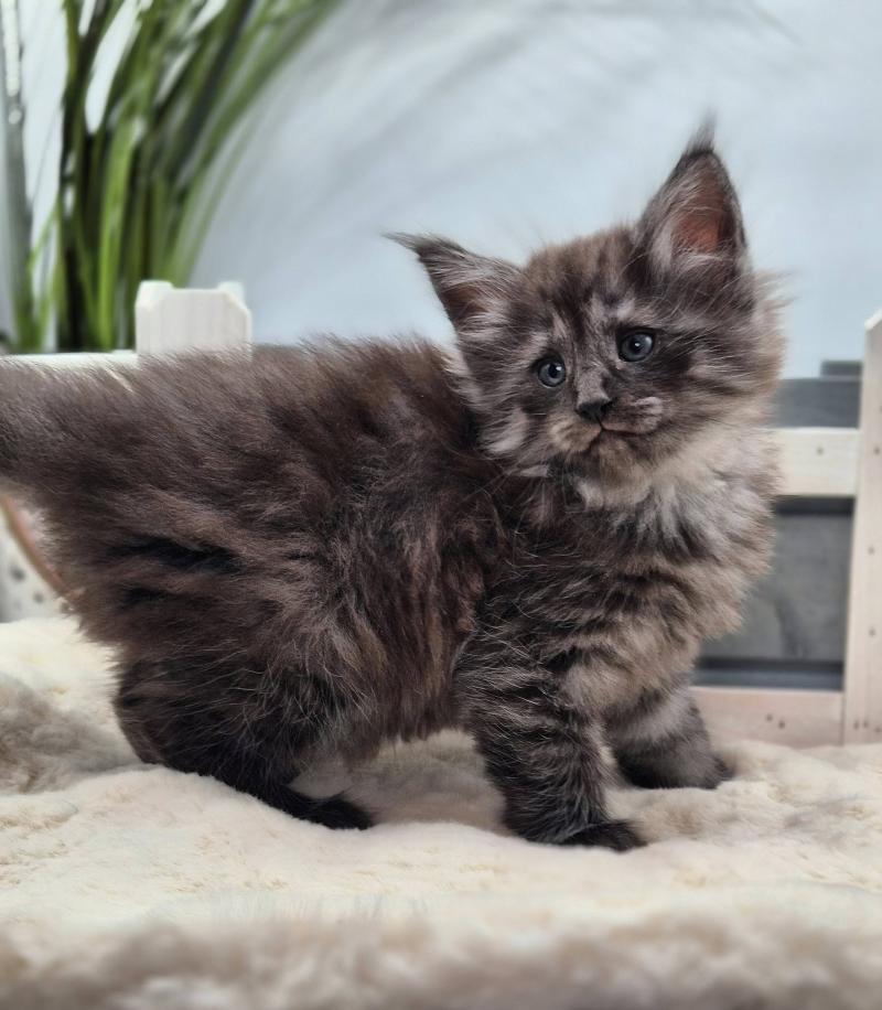 Bodhi💙 De Ci'Varone Mâle Norvégien