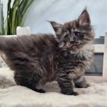 chaton Norvégien black smoke Bodhi💙 Chatterie de Ci'Varone