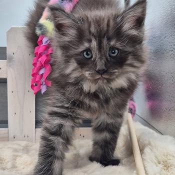 chaton Norvégien black smoke Bodhi💙 Chatterie de Ci'Varone