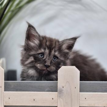 chaton Norvégien black smoke Bodhi💙 Chatterie de Ci'Varone