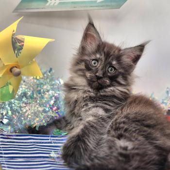 chaton Norvégien black smoke Bodhi💙 Chatterie de Ci'Varone