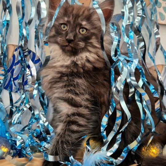 Bodhi💙 De Ci'Varone Mâle Norvégien