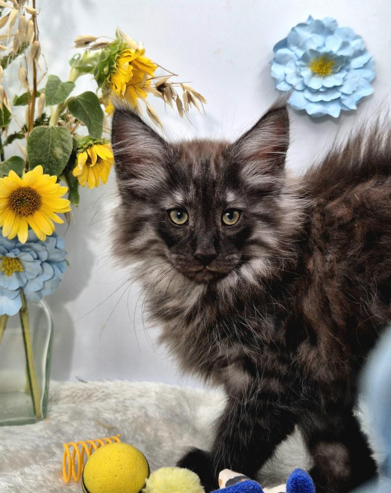 Bodhi💙 De Ci'Varone Mâle Norvégien