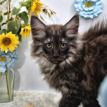 chaton Norvégien black smoke Bodhi💙 Chatterie de Ci'Varone
