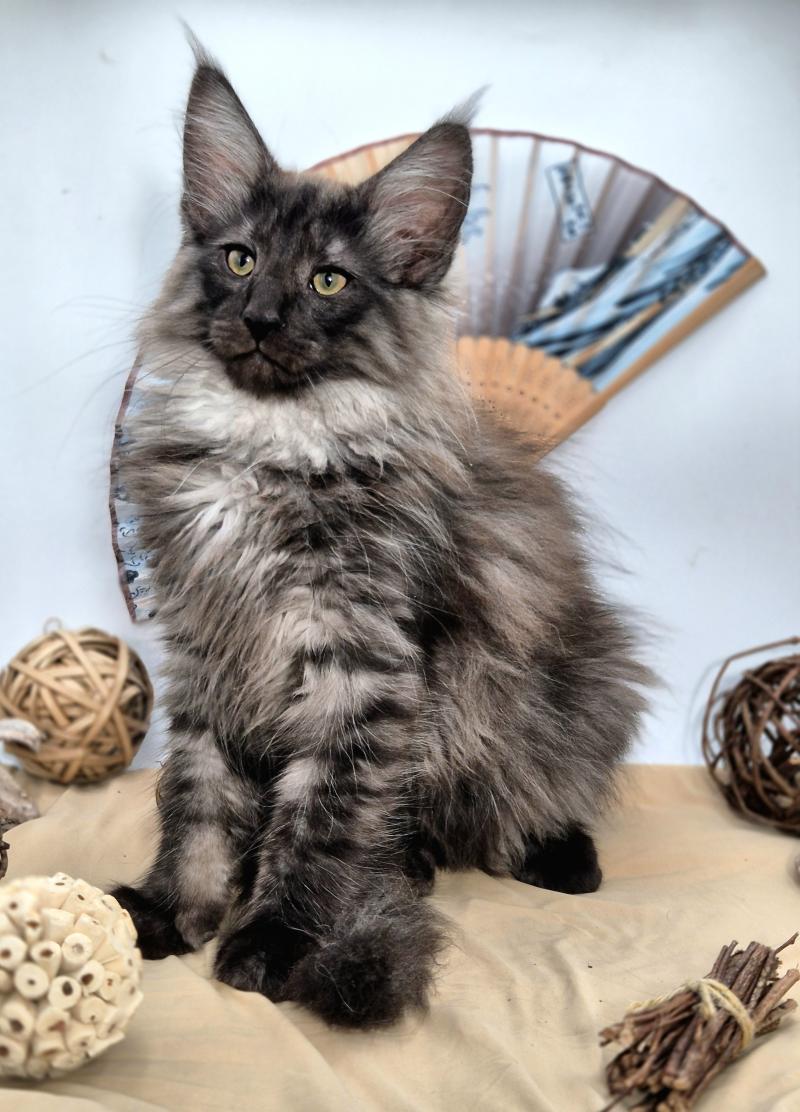 Bodhi💙 De Ci'Varone Mâle Norvégien