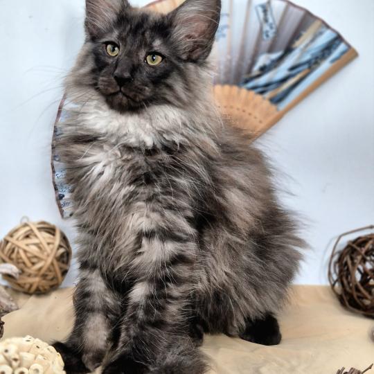 Bodhi💙 De Ci'Varone Mâle Norvégien