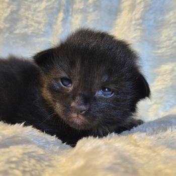 chaton Norvégien black Boo'ker🤍 Chatterie de Ci'Varone