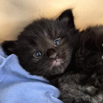 chaton Norvégien black Boo'ker🤍 Chatterie de Ci'Varone