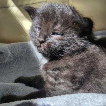 chaton Norvégien black Boo'ker🤍 Chatterie de Ci'Varone