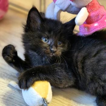 chaton Norvégien black Boo'ker🤍 Chatterie de Ci'Varone