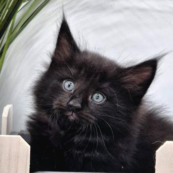 chaton Norvégien black Boo'ker🤍 Chatterie de Ci'Varone