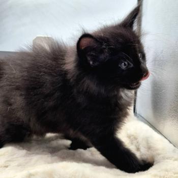 chaton Norvégien black Boo'ker🤍 Chatterie de Ci'Varone