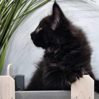 chaton Norvégien black Boo'ker🤍 Chatterie de Ci'Varone