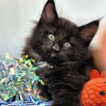 chaton Norvégien black Boo'ker🤍 Chatterie de Ci'Varone