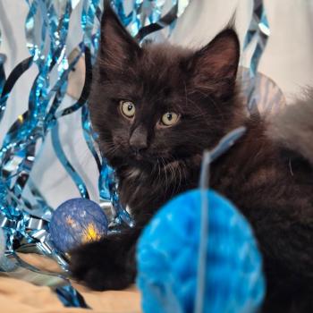 chaton Norvégien black Boo'ker🤍 Chatterie de Ci'Varone