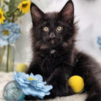 chaton Norvégien black Boo'ker🤍 Chatterie de Ci'Varone