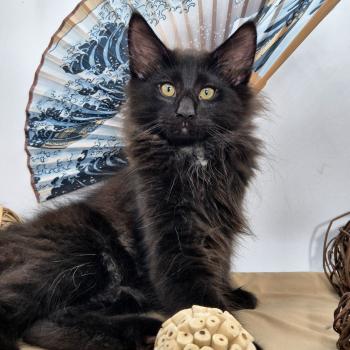 chaton Norvégien black Boo'ker🤍 Chatterie de Ci'Varone