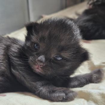 chaton Norvégien black Booty Swing 💚🩵🤍 Chatterie de Ci'Varone