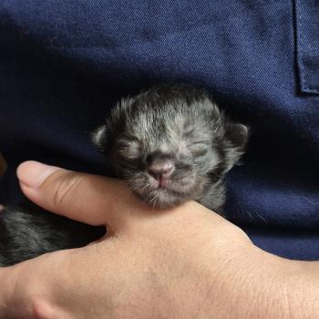 chaton Norvégien black smoke Boris💛 Chatterie de Ci'Varone
