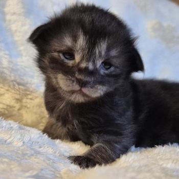 chaton Norvégien black smoke Boris💛 Chatterie de Ci'Varone