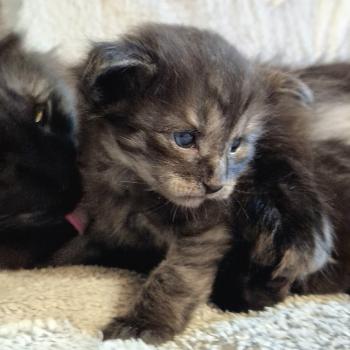 chaton Norvégien black smoke Boris💛 Chatterie de Ci'Varone