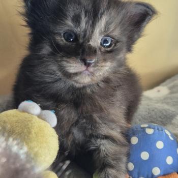 chaton Norvégien black smoke Boris💛 Chatterie de Ci'Varone
