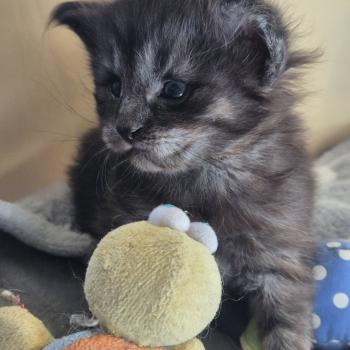 chaton Norvégien black smoke Boris💛 Chatterie de Ci'Varone