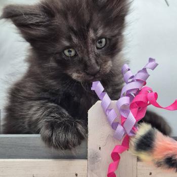 chaton Norvégien black smoke Boris💛 Chatterie de Ci'Varone