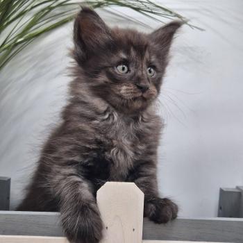 chaton Norvégien black smoke Boris💛 Chatterie de Ci'Varone
