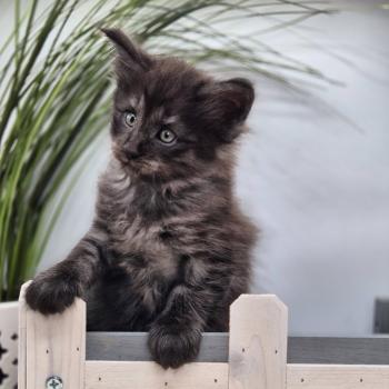 chaton Norvégien black smoke Boris💛 Chatterie de Ci'Varone