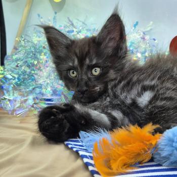 chaton Norvégien black smoke Boris💛 Chatterie de Ci'Varone