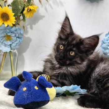 chaton Norvégien black smoke Boris💛 Chatterie de Ci'Varone
