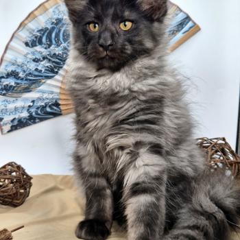 chaton Norvégien black smoke Boris💛 Chatterie de Ci'Varone