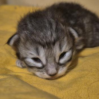 chaton Norvégien black silver mackerel tabby Buck's Fizz 💙 Chatterie de Ci'Varone