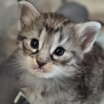 chaton Norvégien black silver mackerel tabby Buck's Fizz 💙 Chatterie de Ci'Varone
