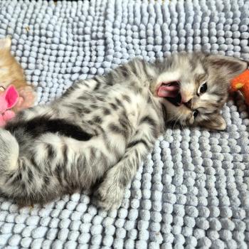 chaton Norvégien black silver mackerel tabby Buck's Fizz 💙 Chatterie de Ci'Varone