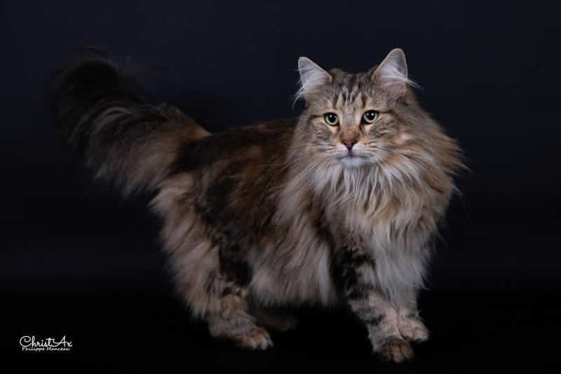 Miss Brown❤️ de l'Anse des Pins Femelle Norvégien