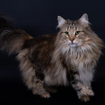 chat Norvégien brown blotched tabby Miss Brown❤️ Chatterie de Ci'Varone