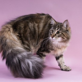chat Norvégien brown tortie blotched tabby Moana / Pozzi 💗 Chatterie de Ci'Varone chat Norvégien brown tortie blotched tabby Moana / Pozzi 💗 Chatterie de Ci'Varone