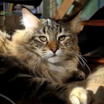chat Norvégien brown tortie blotched tabby Moana / Pozzi 💗 Chatterie de Ci'Varone chat Norvégien brown tortie blotched tabby Moana / Pozzi 💗 Chatterie de Ci'Varone