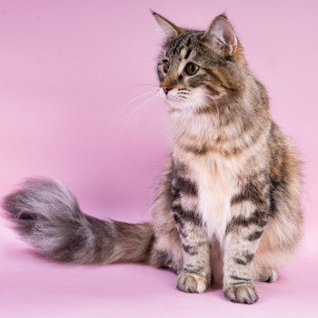 chat Norvégien brown tortie blotched tabby Moana / Pozzi 💗 Chatterie de Ci'Varone chat Norvégien brown tortie blotched tabby Moana / Pozzi 💗 Chatterie de Ci'Varone