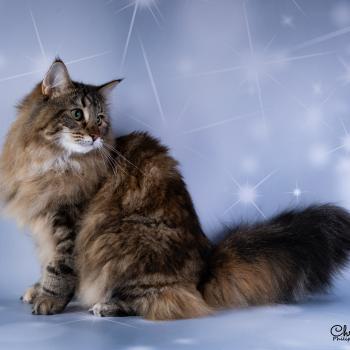 chat Norvégien brown tortie blotched tabby Moana / Pozzi 💗 Chatterie de Ci'Varone